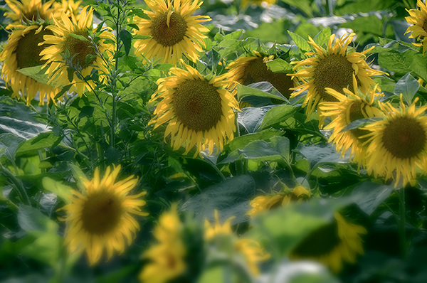 2014��7��27�����տ� 0042.jpg