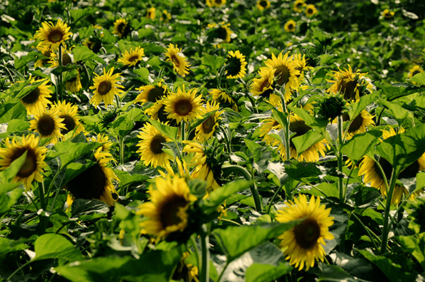 2014��7��27�����տ� qq00112.jpg