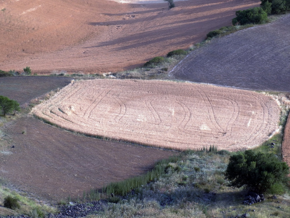 �칫����ĸ    ������