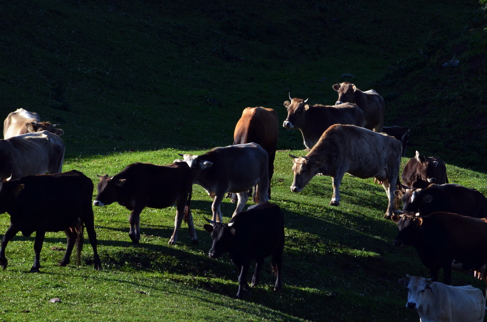 ţ��     ������