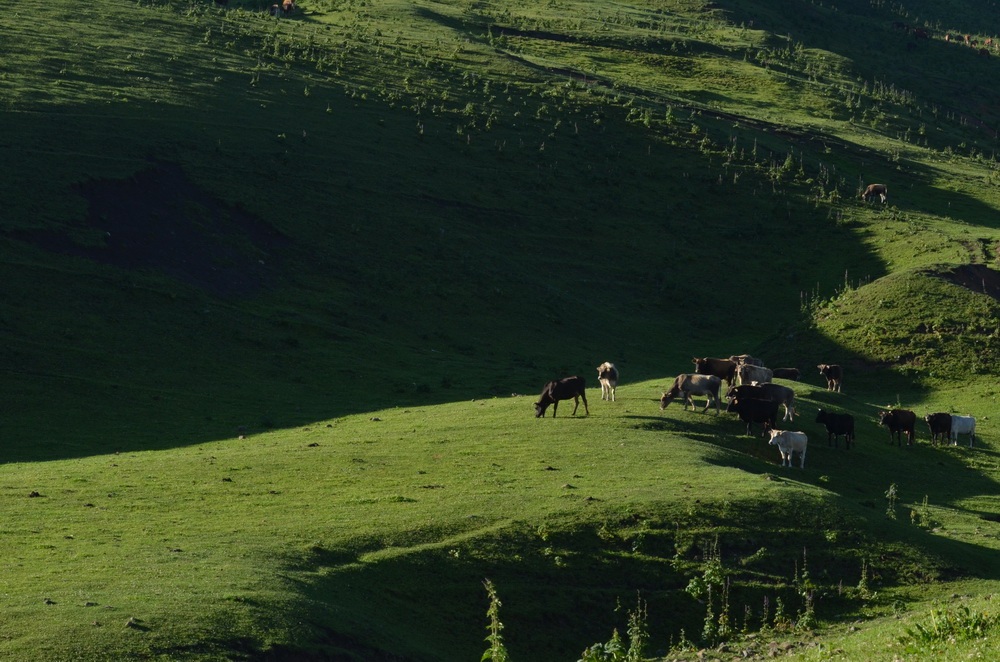 ��ɽ     ������