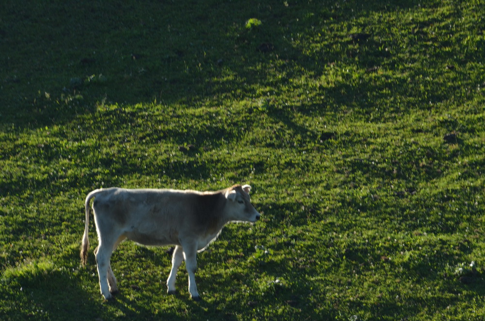 ǰ��    ������