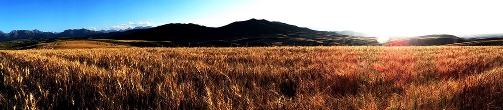 ������     ������