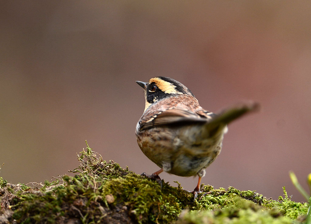 7 ��üɽ����.jpg