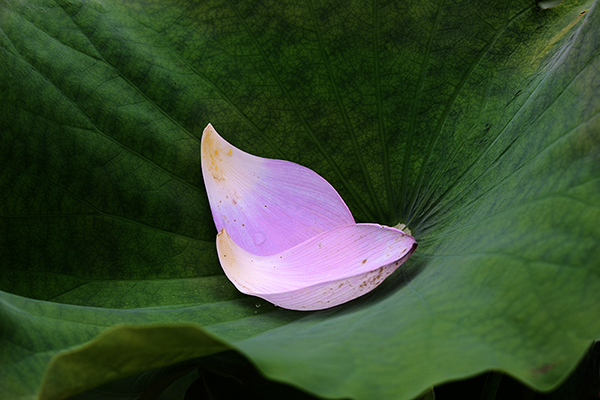 2014��8��9�հ�ɽ��������Ƭq2 a00412.jpg