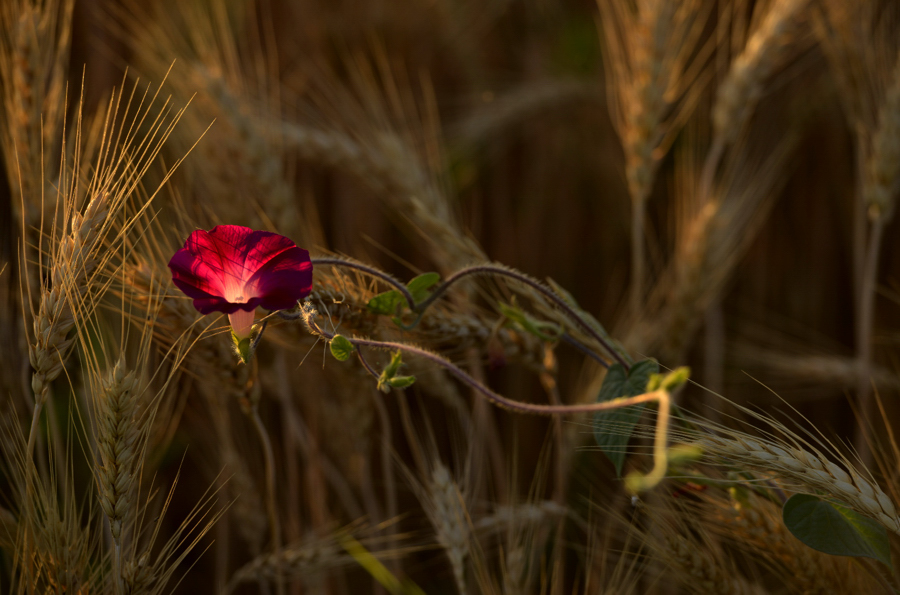 �������ε�ǣţ��