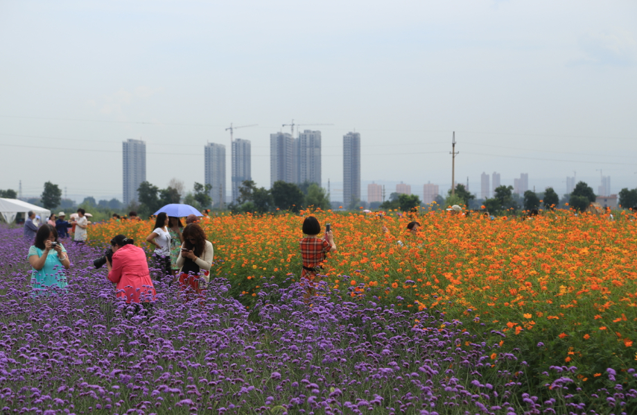 ɽ��̫ԭ�����뻨��ׯ԰