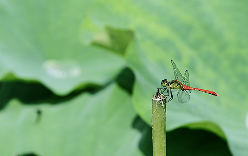 2014��8��9�հ�ɽ��������Ƭq2 a0621.jpg