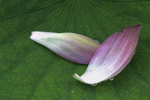 2014��8��9�հ�ɽ��������Ƭq2 a00912.jpg