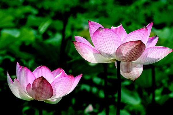 2014��8��9�հ�ɽ��������Ƭq2 a08212.jpg