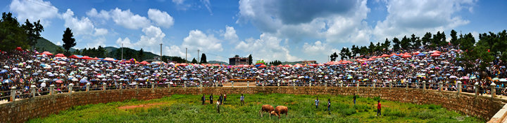 ǰ��ţ�ĵò���������ڵ�ţ��pk��ȥ��