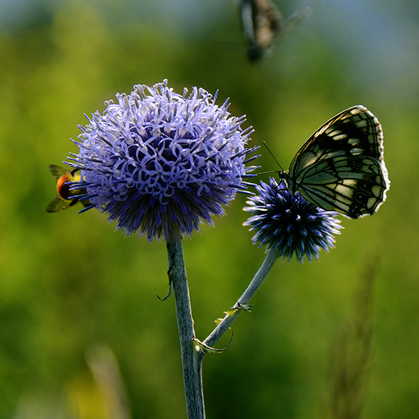 2014��8��9�հ�ɽ��������Ƭa 20312.jpg