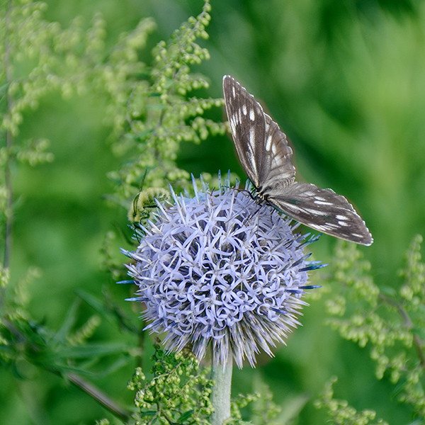 2014��8��9�հ�ɽ��������Ƭ 125412.jpg