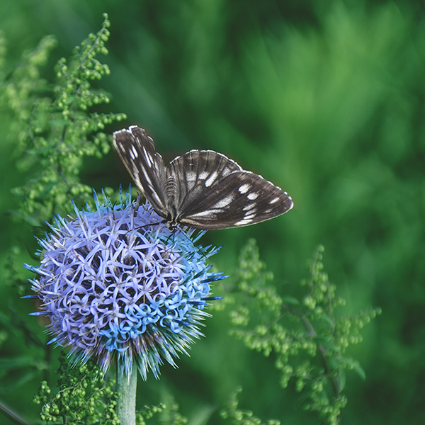 2014��8��9�հ�ɽ��������Ƭ a25612.jpg