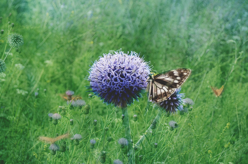 2014��8��9�հ�ɽ��������Ƭ a2071.jpg