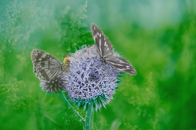 2014��8��9�հ�ɽ��������Ƭ a2541.jpg