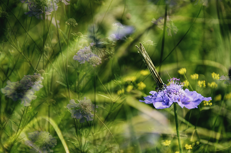 2014��8��9�հ�ɽ��������Ƭ A2351.jpg