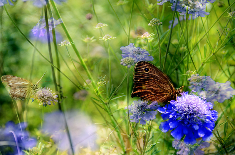 2014��8��9�հ�ɽ��������Ƭ a2401.jpg