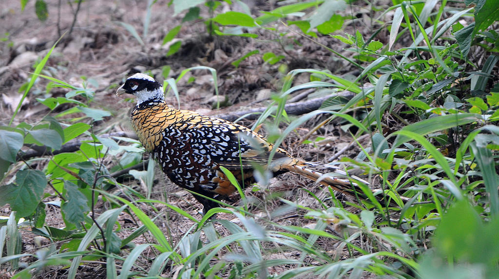 2DSC_0712  10�׹ڳ�β��.jpg