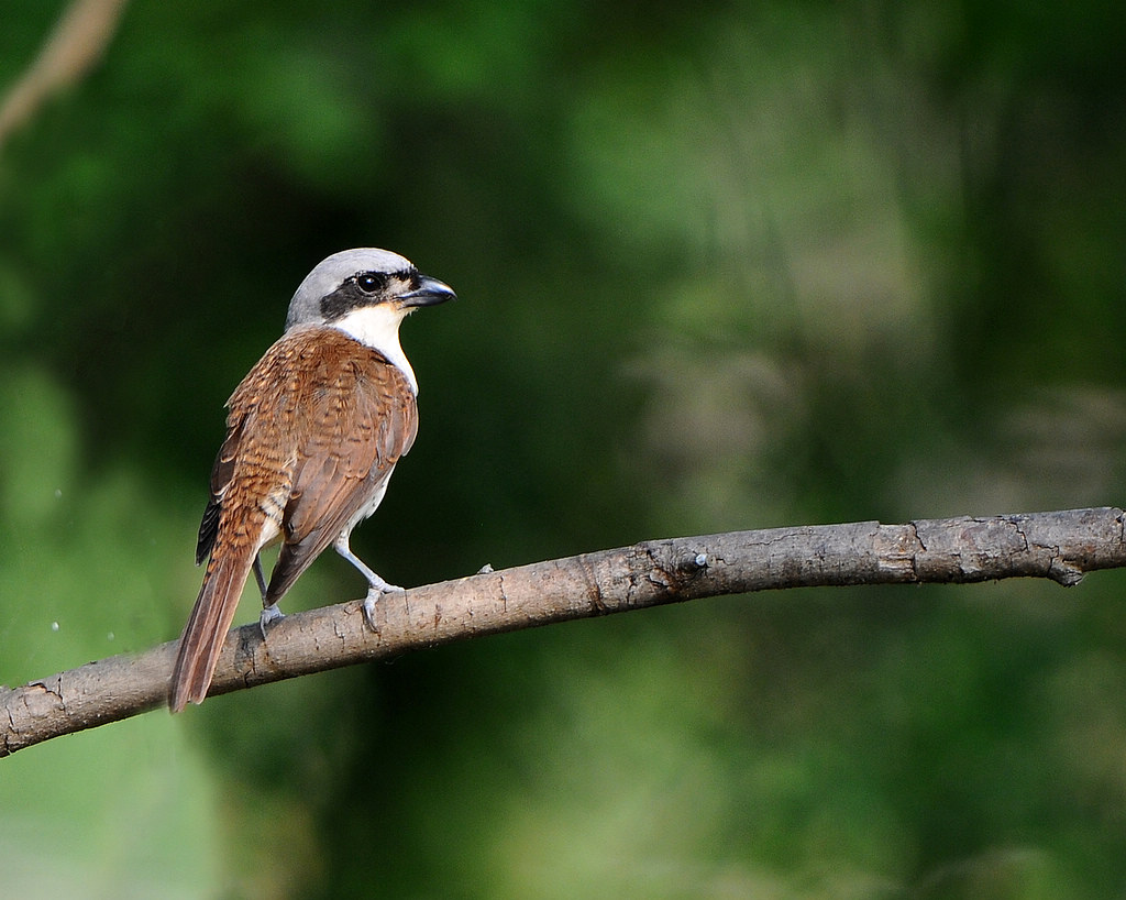 3DSC_0507  4���Ʋ���.jpg