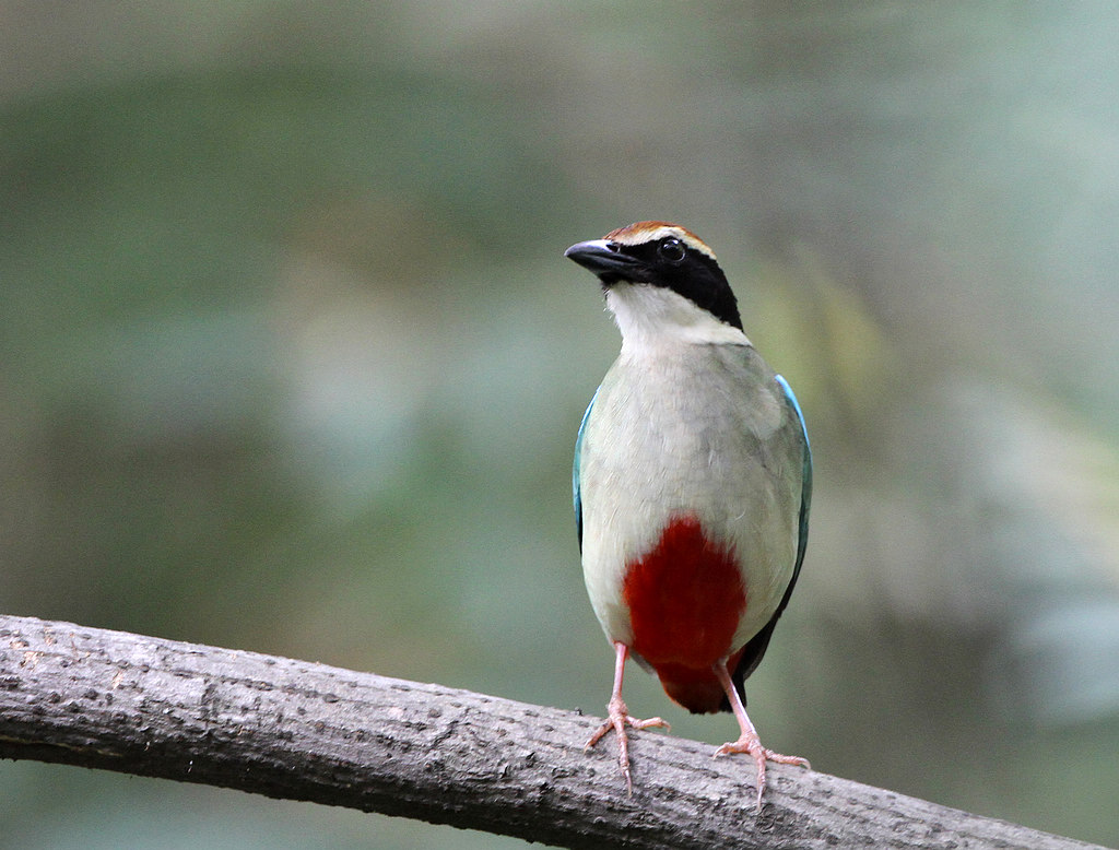 2DSC_0612  2�ɰ�ɫ�.jpg