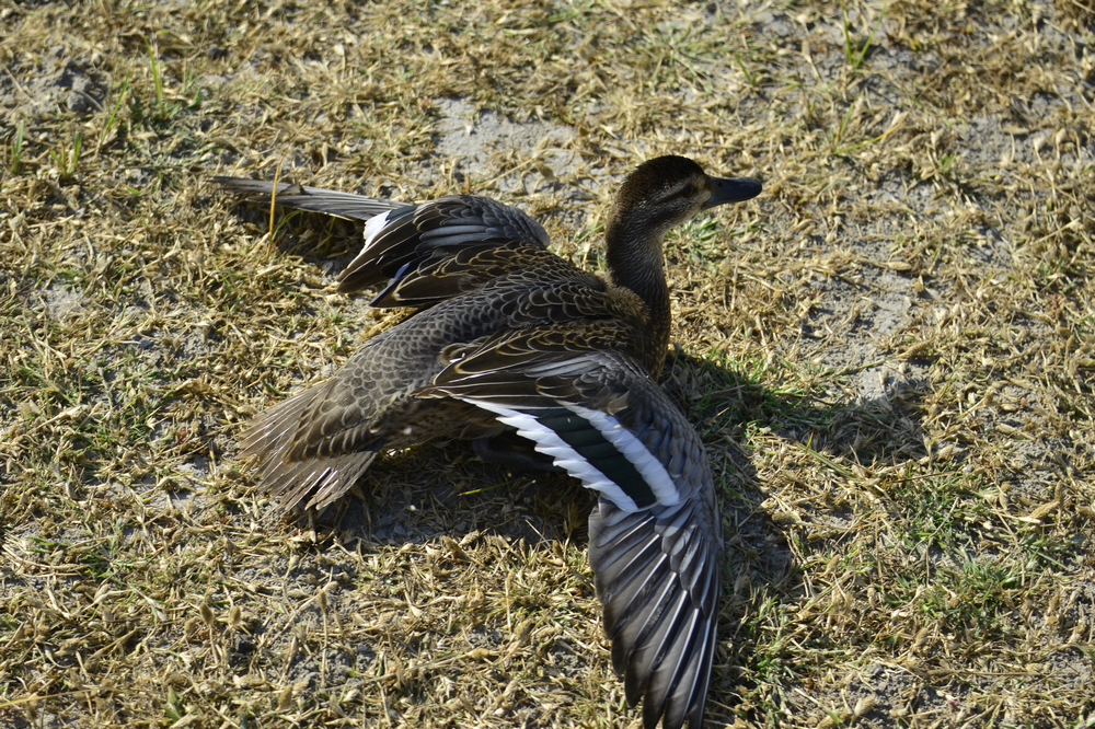 ���ϳ�Ѽ ���� (1).jpg