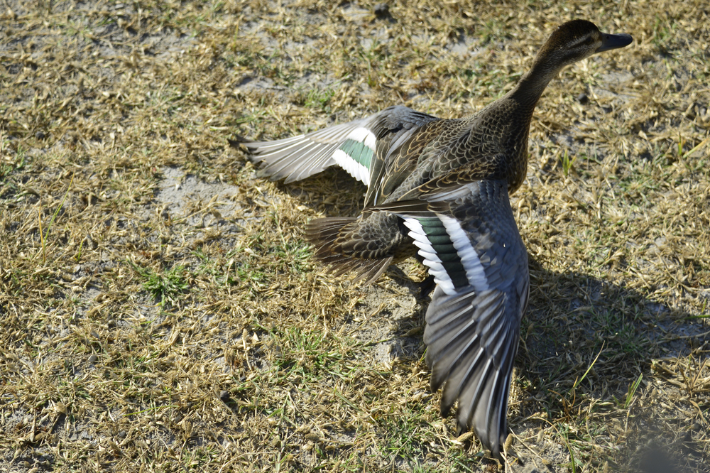 ���ϳ�Ѽ ���� (2).jpg