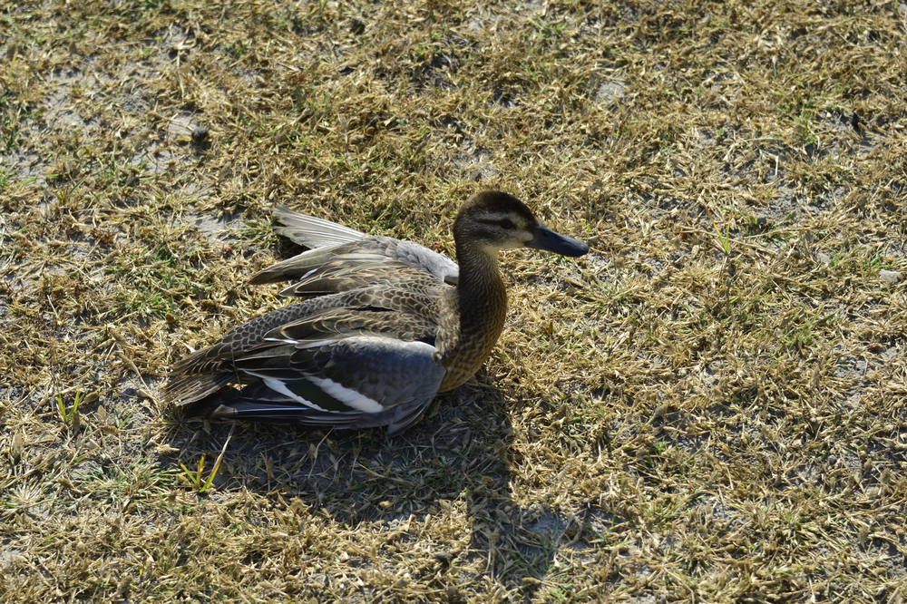 ���ϳ�Ѽ ���� (4).jpg