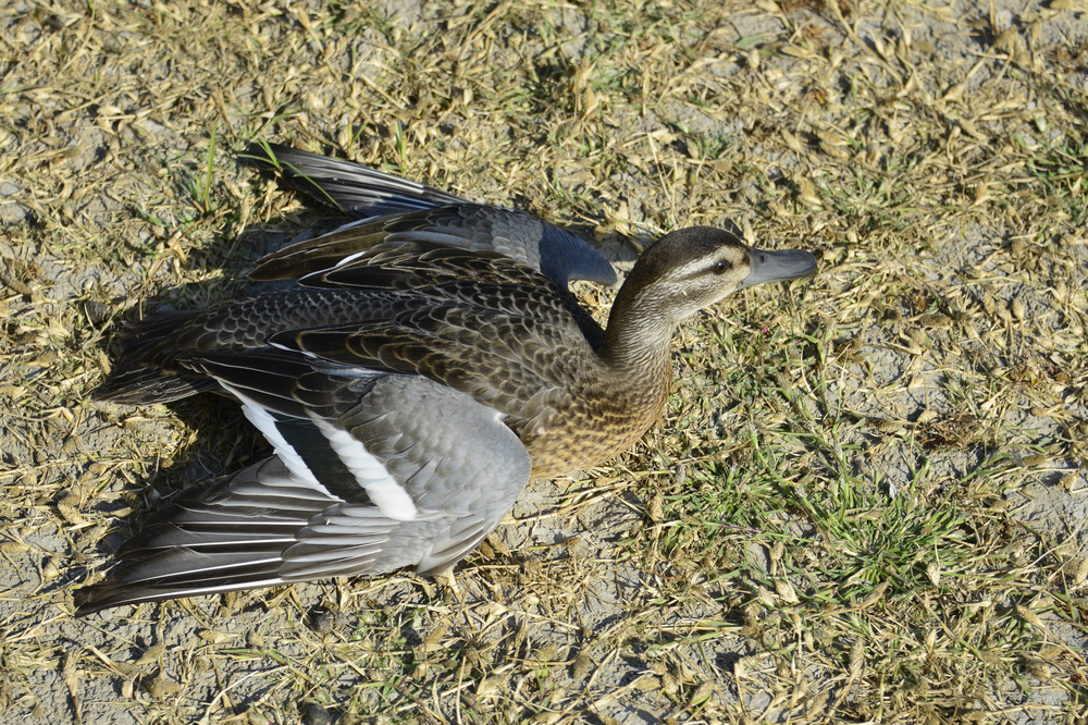 ���ϳ�Ѽ ���� (5).jpg