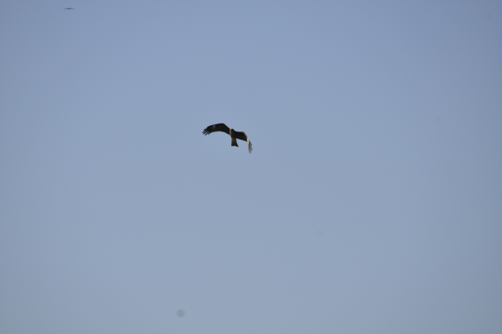 ������ӥ����  (1).jpg