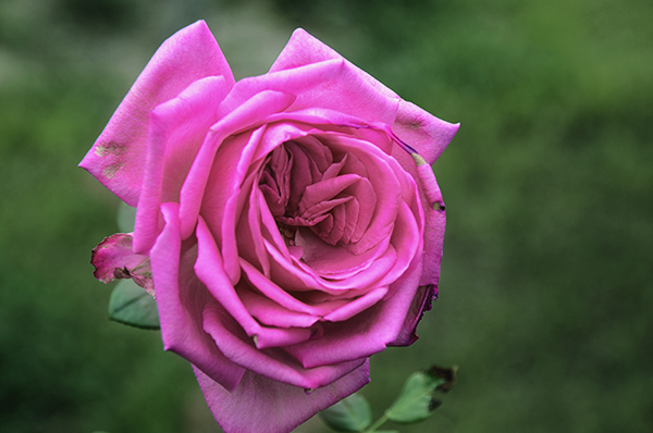 2014��8��30���Ŵ��� a00712.jpg