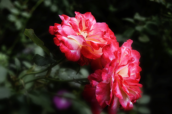 2014��8��30���Ŵ��� a01712.jpg