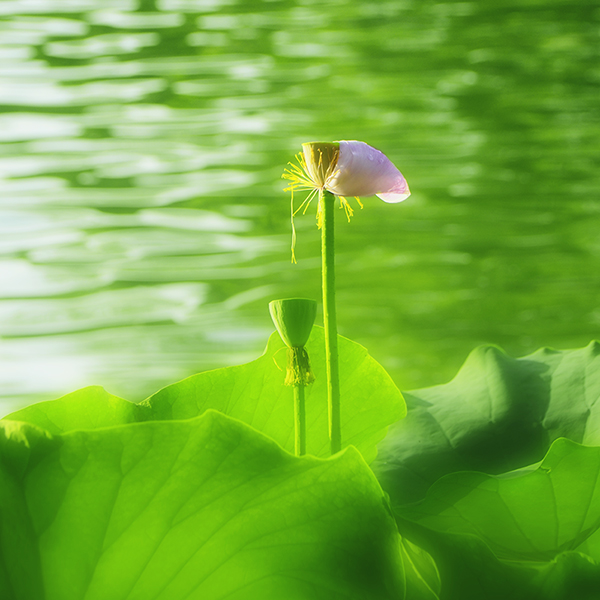 ��ת 2014��7��7�չ�԰�ɻ���Ƭ a03912.jpg