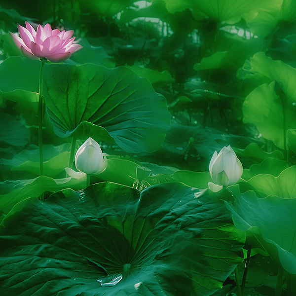 2014��7��7�չ�԰�ɻ���Ƭ a00712.jpg