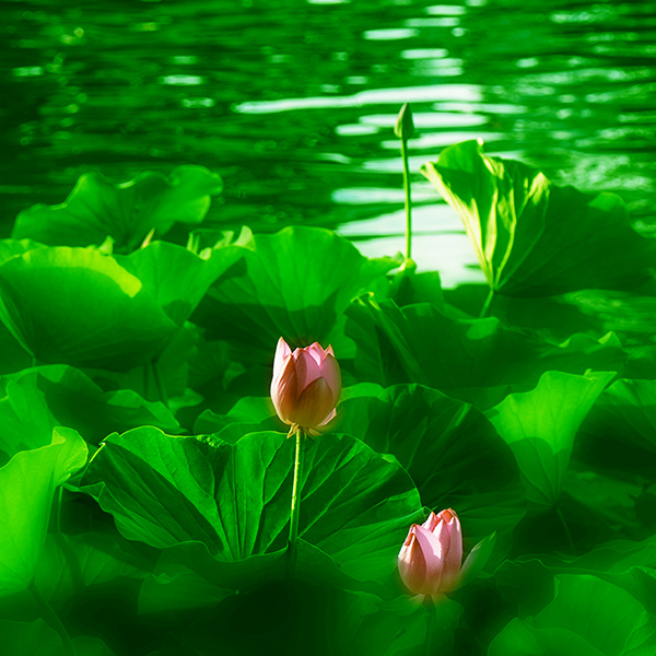 2014��7��7�չ�԰�ɻ���Ƭ a00912.jpg