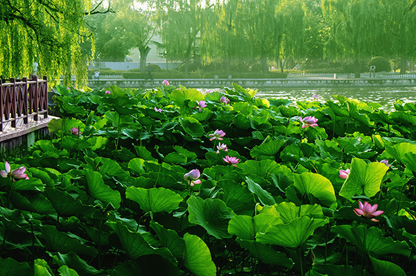 2014��7��7�չ�԰�ɻ���Ƭ a01612.jpg