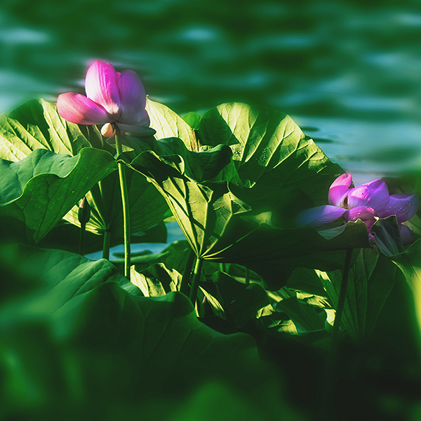 2014��7��7�չ�԰�ɻ���Ƭ a02612.jpg