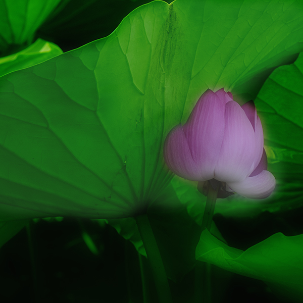 2014��7��7�չ�԰�ɻ���Ƭ a02312.jpg