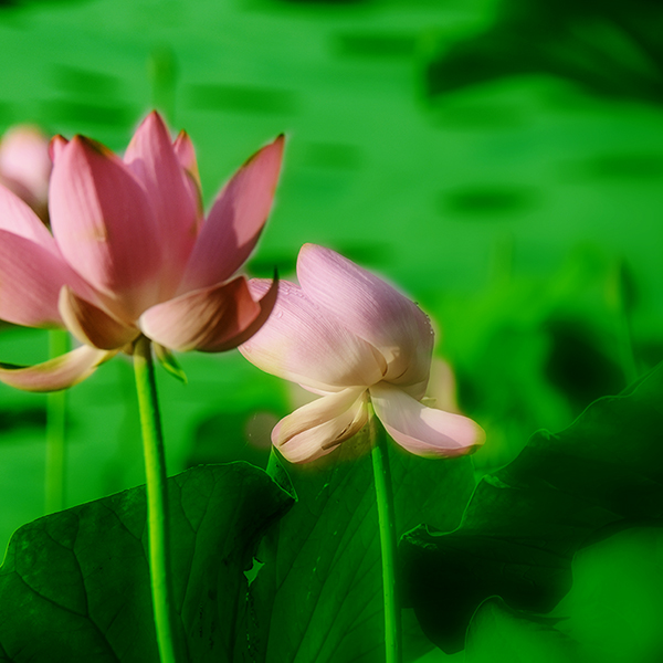 2014��7��7�չ�԰�ɻ���Ƭ a02712.jpg