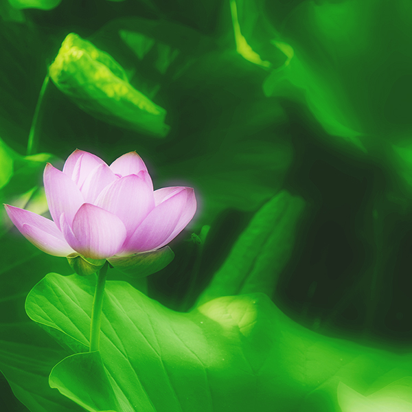 2014��7��7�չ�԰�ɻ���Ƭ a04212.jpg