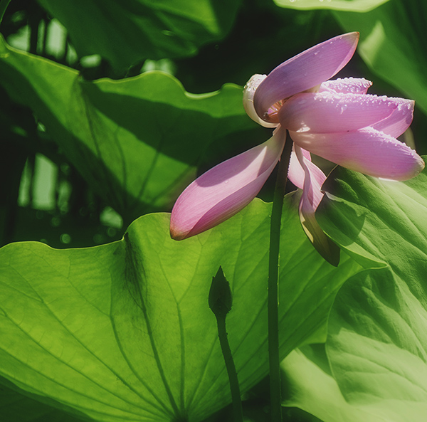 2014��7��7�չ�԰�ɻ���Ƭ a04912.jpg