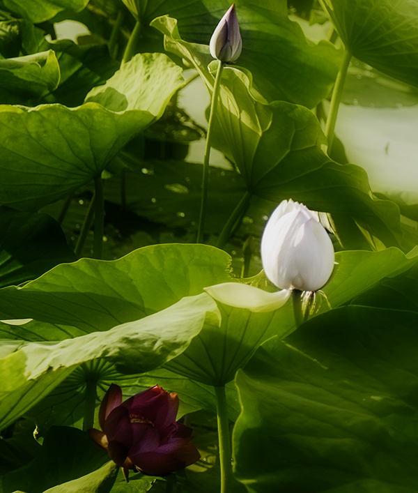 2014��7��7�չ�԰�ɻ���Ƭ a05112.jpg