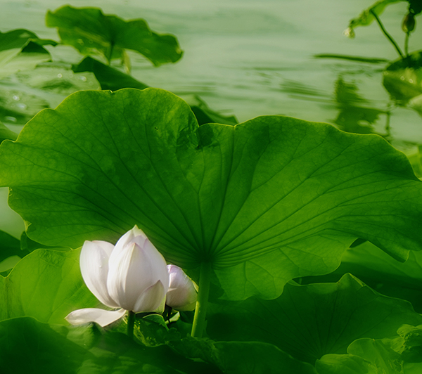 2014��7��7�չ�԰�ɻ���Ƭ qq05112.jpg