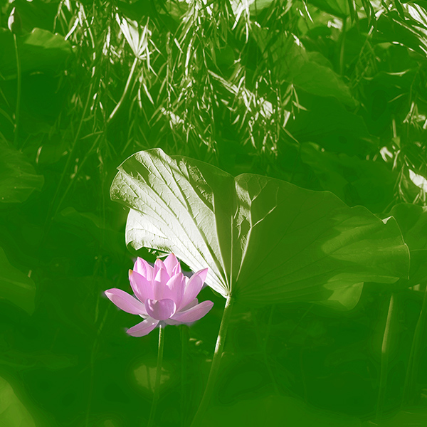 2014��7��7�չ�԰�ɻ���Ƭ a05812.jpg