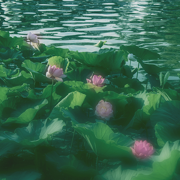 2014��7��7�չ�԰�ɻ���Ƭa 00812.jpg