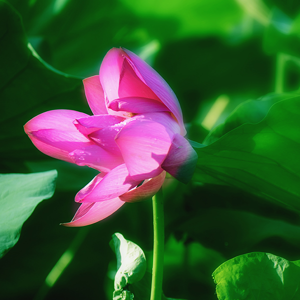 2014��7��7�չ�԰�ɻ���Ƭa 04112.jpg