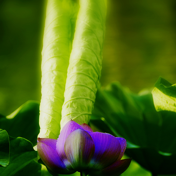 ��ת 2014��7��7�չ�԰�ɻ���Ƭ a02412.jpg