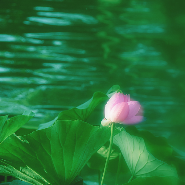 2014��7��7�չ�԰�ɻ���Ƭ a00612.jpg