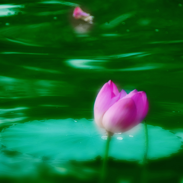 2014��7��7�չ�԰�ɻ���Ƭ a00112.jpg