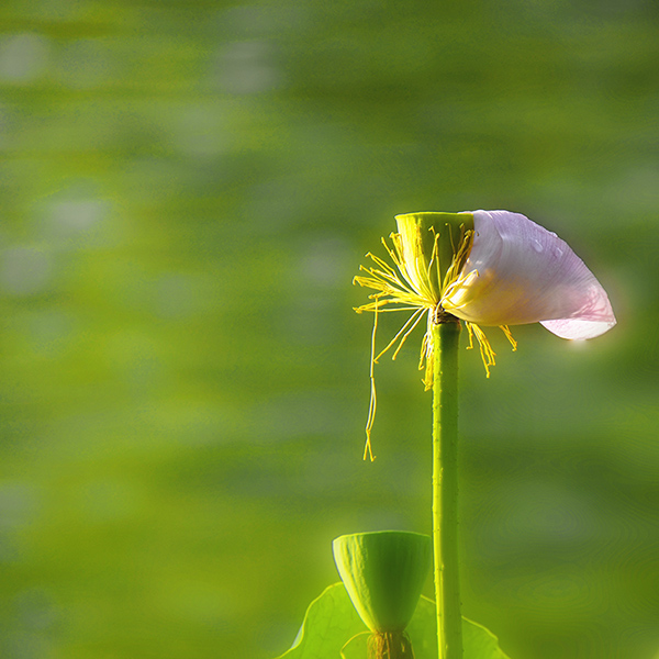 2014��7��7�չ�԰�ɻ���Ƭ a03812.jpg